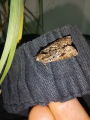 Ctenoplusia limbirena