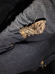 Ctenoplusia limbirena