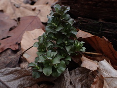 Obolaria virginica