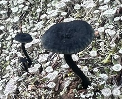 Arrhenia chlorocyanea