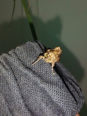 Ctenoplusia limbirena