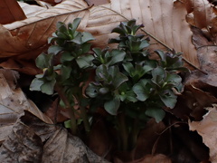 Obolaria virginica