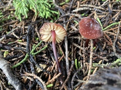 Marasmius plicatulus