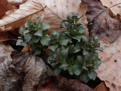 Obolaria virginica