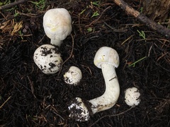Agaricus xanthodermus