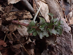 Obolaria virginica