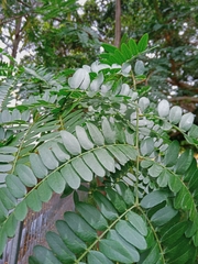 Gleditsia