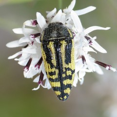 Acmaeodera amplicollis