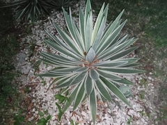 Agave angustifolia