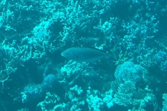 Flavocaranx bajad