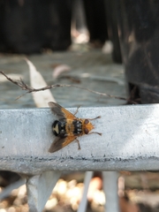 Microtropesa sinuata