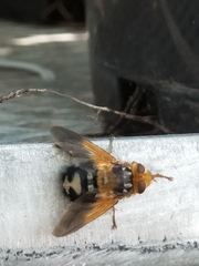 Microtropesa sinuata