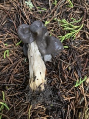 Helvella vespertina