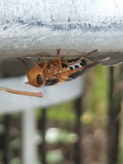 Microtropesa sinuata