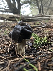 Helvella vespertina
