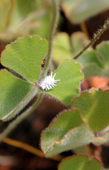 Cryptolaemus