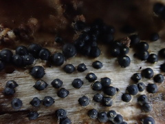 Rosellinia subiculata