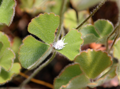 Cryptolaemus