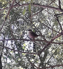 Cinclodes patagonicus