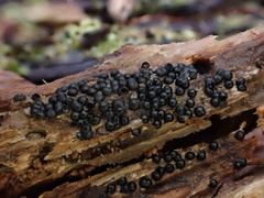 Rosellinia subiculata