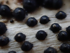 Rosellinia subiculata