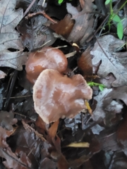 Cortinarius athabascus