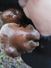 Cortinarius athabascus