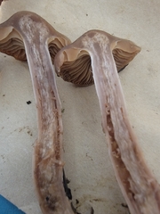 Cortinarius athabascus