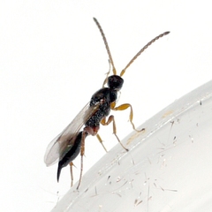 Exallonyx