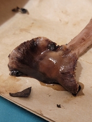 Cortinarius athabascus