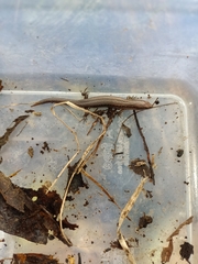 Oligosoma aeneum