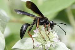Isodontia auripes