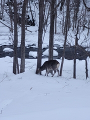 Cervus nippon yesoensis