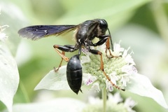 Isodontia auripes