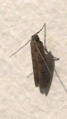 Pyraloidea