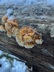 Pycnoporellus alboluteus