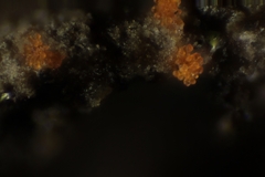Stigmatella aurantiaca