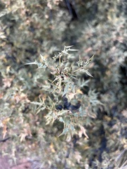 Berberis haematocarpa