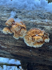 Pycnoporellus alboluteus