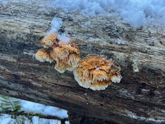 Pycnoporellus alboluteus