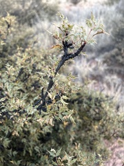 Berberis haematocarpa