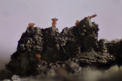 Stigmatella aurantiaca