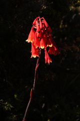 Blandfordia punicea