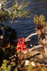 Blandfordia punicea