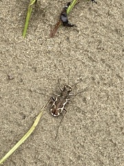 Neocicindela tuberculata