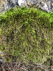 Homalothecium fulgescens