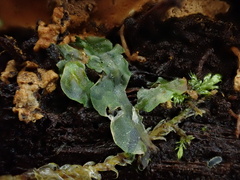Pallavicinia lyellii