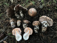Agaricus brunneofibrillosus