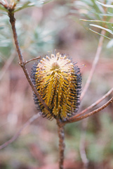 Banksia neoanglica