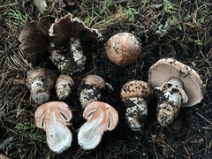 Agaricus brunneofibrillosus